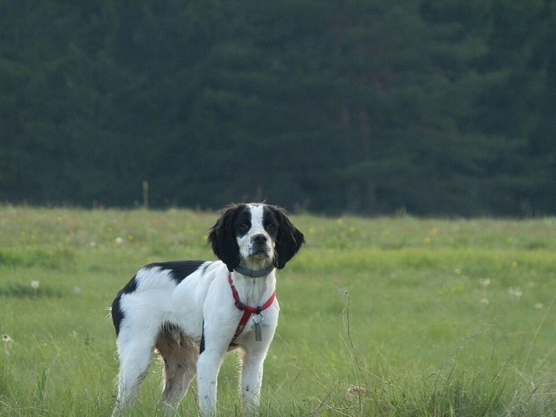 Nobody really prepares people for this side of these 15 dog breeds 13 Brittany