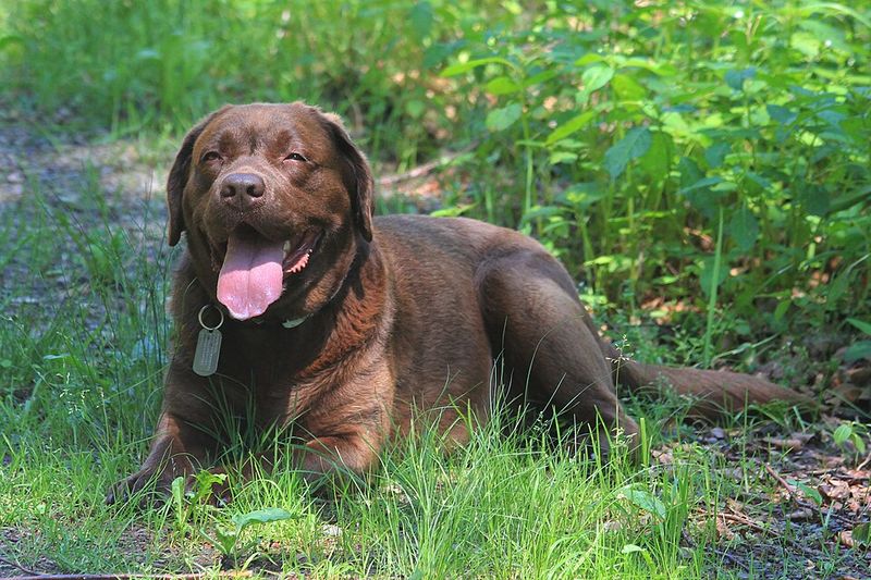 Labrador Retriever