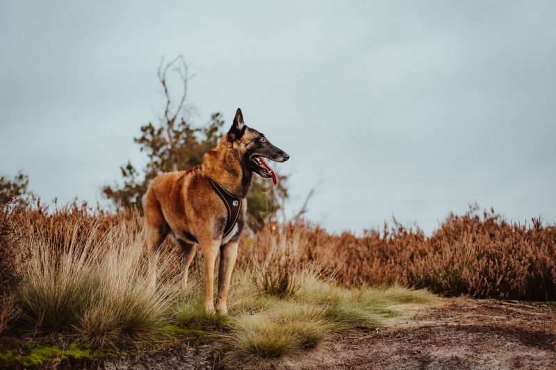 From instant friendship to quiet caution, these 12 dog breeds couldn't be more different around strangers 13 Belgian Malinois