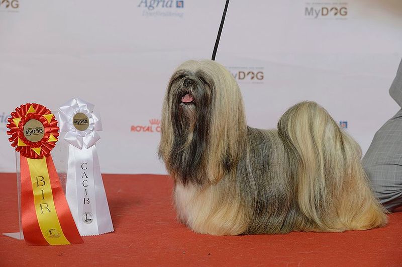 Lhasa Apso