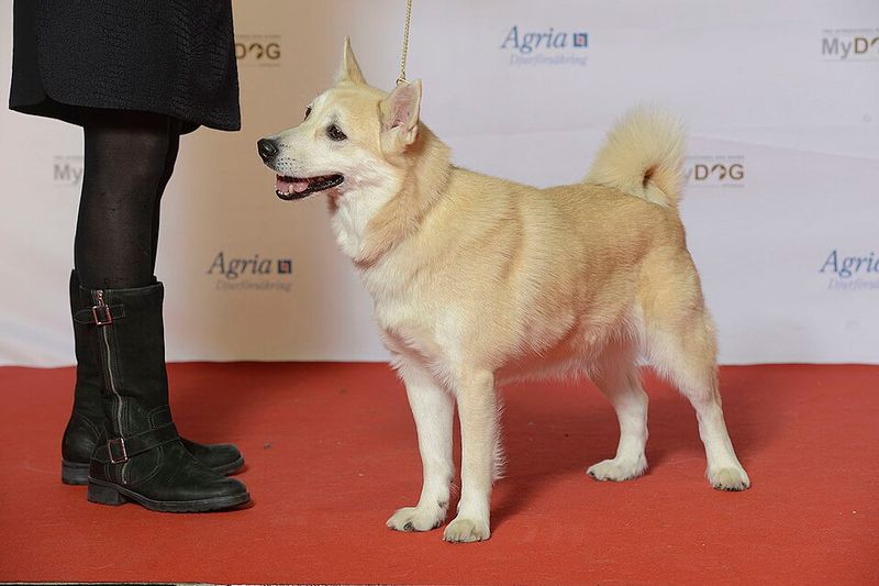 12 Dog Breeds That Do a Victory Lap After They Poop 9 Norwegian Buhund