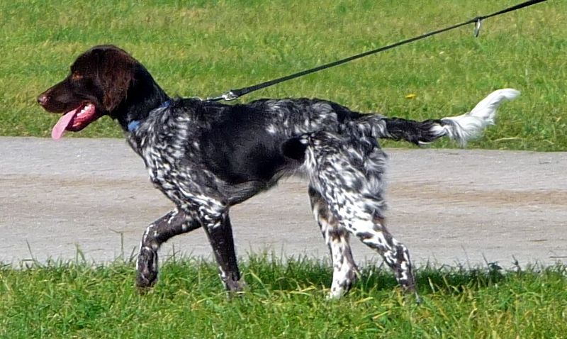 These 11 Dog Breeds Are Quietly Becoming Favorites Among Experienced Owners 3 Small Munsterlander