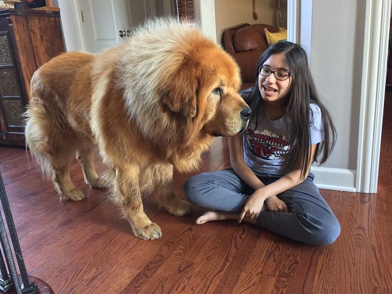 Tibetan Mastiff