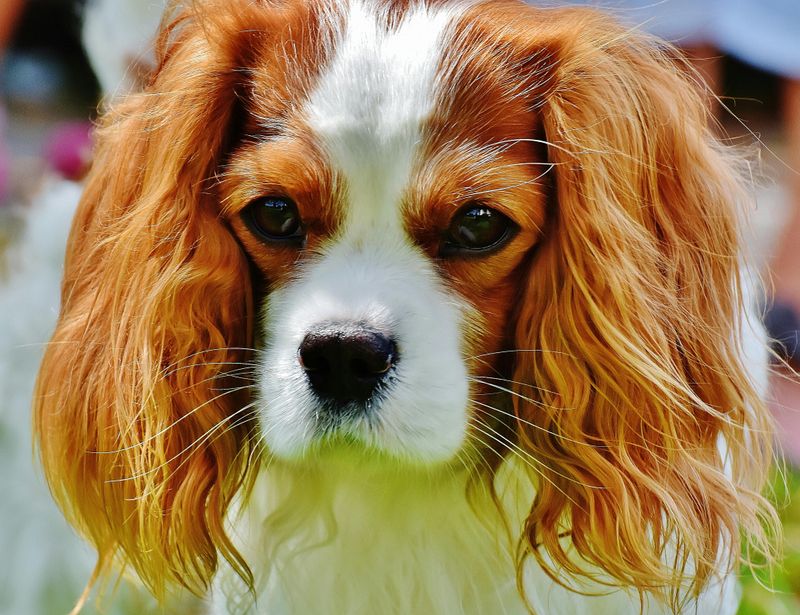 24 Most Expensive Dog Breeds and Why They Cost So Much 17 Cavalier King Charles Spaniel