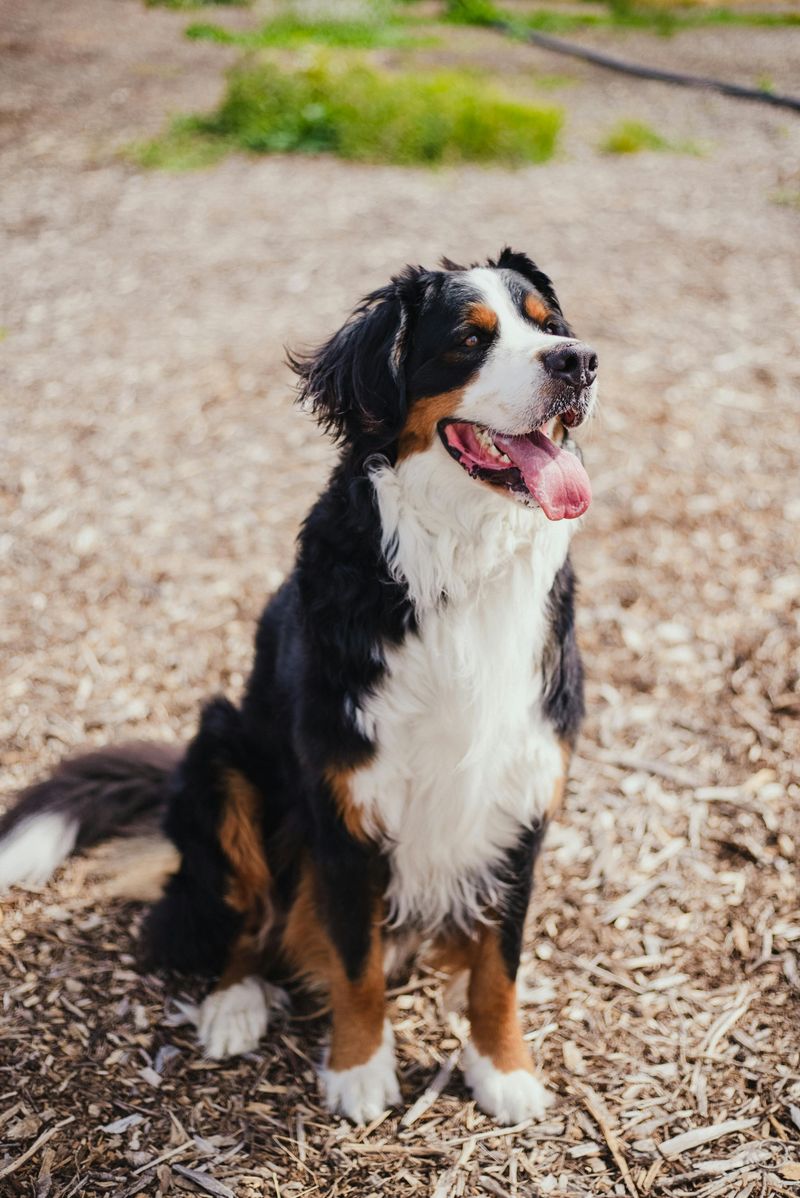 14 dog breeds that stay quiet most of the time but watch everything 15 Bernese Mountain Dog