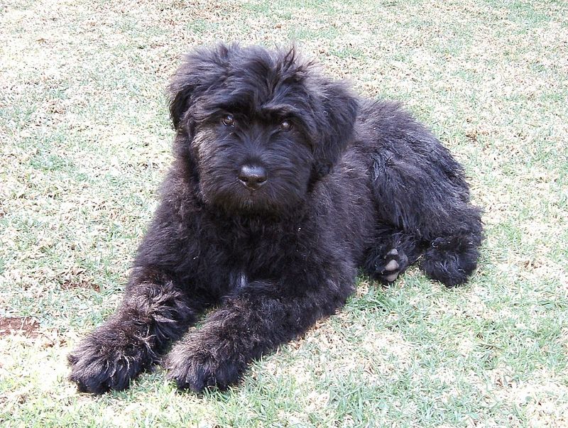 Bouvier des Flandres