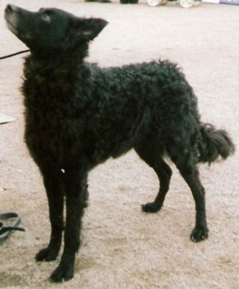 18 dog breeds that behave differently depending on who they are with 16 Mudi