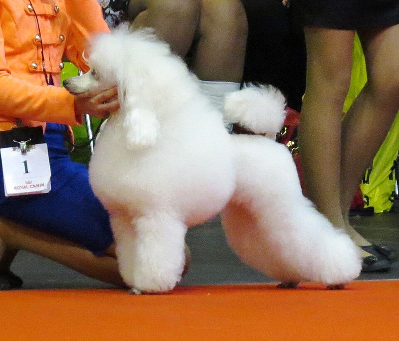 Toy Poodle