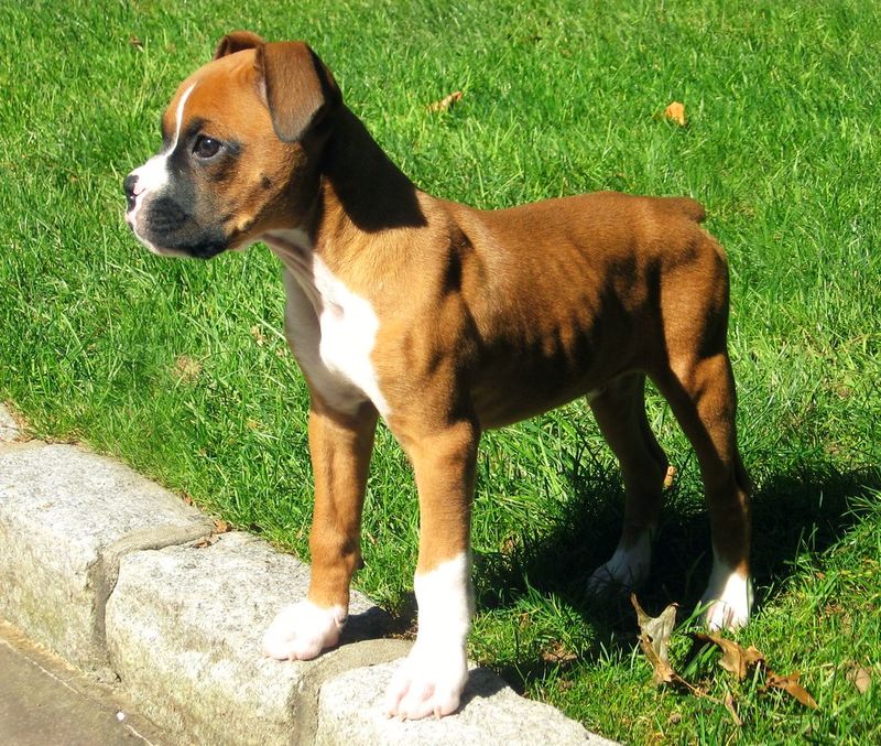 Boxer