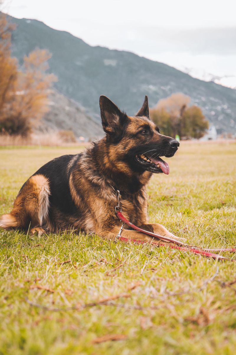 11 dog breeds that may tell you someone is nearby without barking once - if you know where to look 3 German Shepherd
