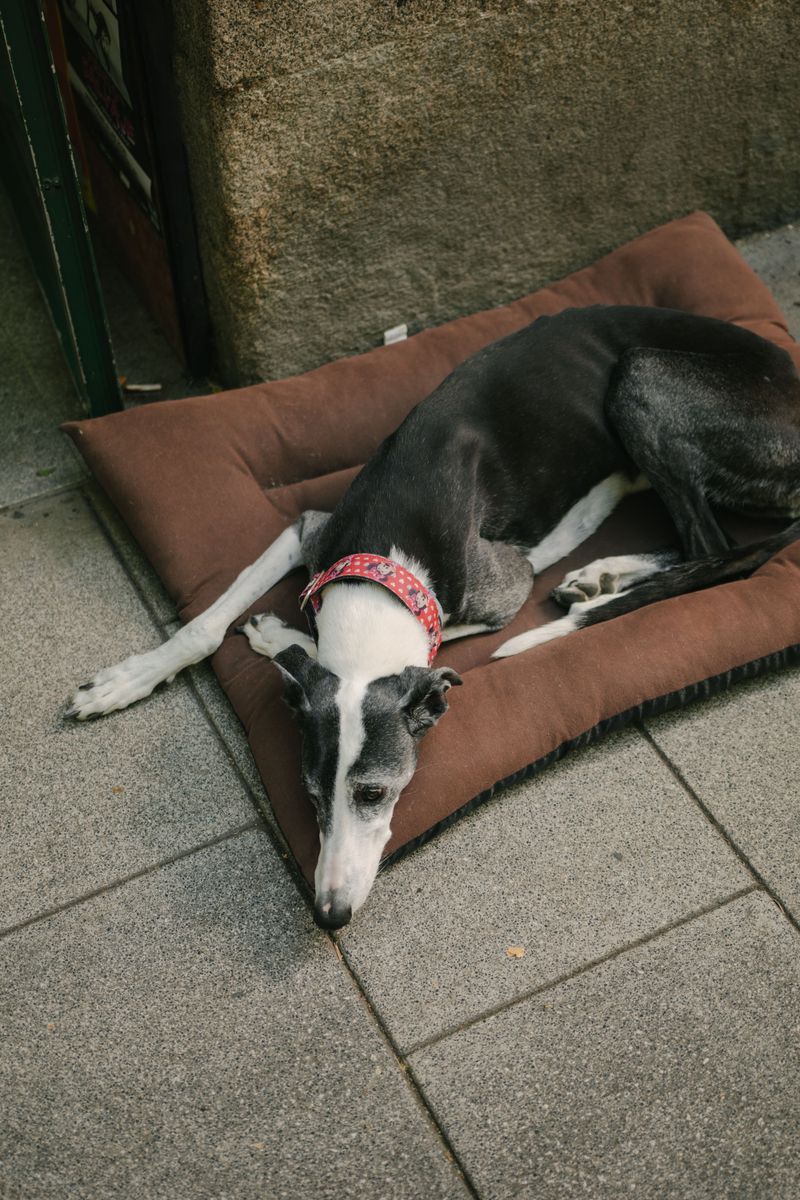 Greyhound