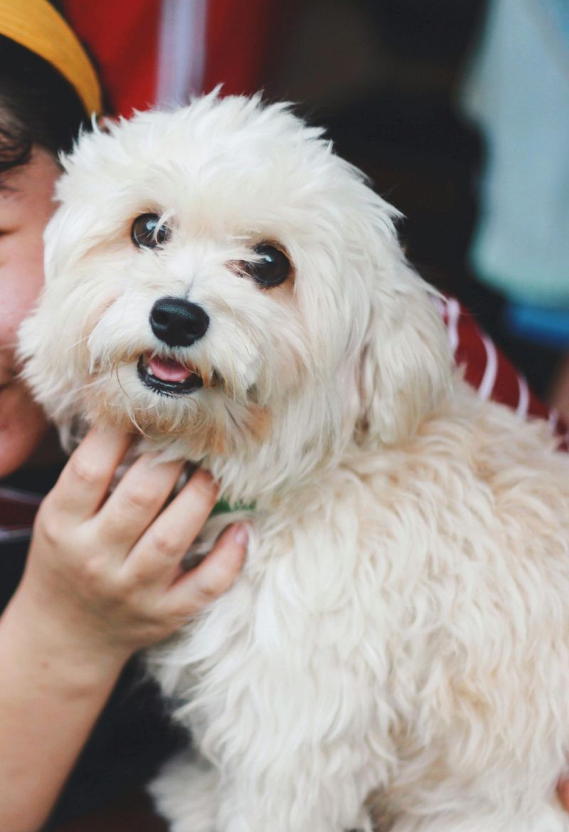 13 calm companion dogs that bring comfort, routine, and joy in your 70s 4 Maltese