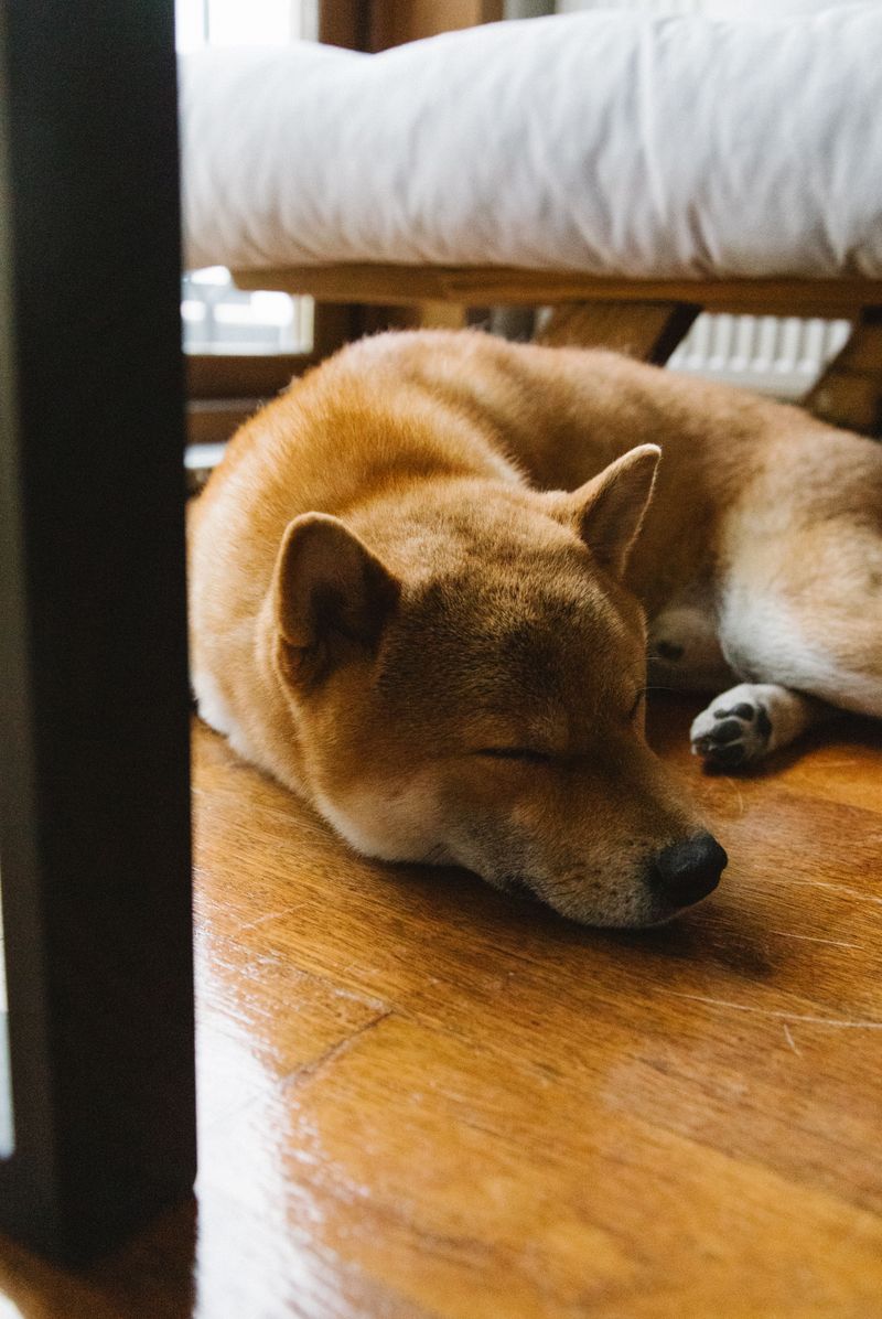 Akita - prefers quiet
