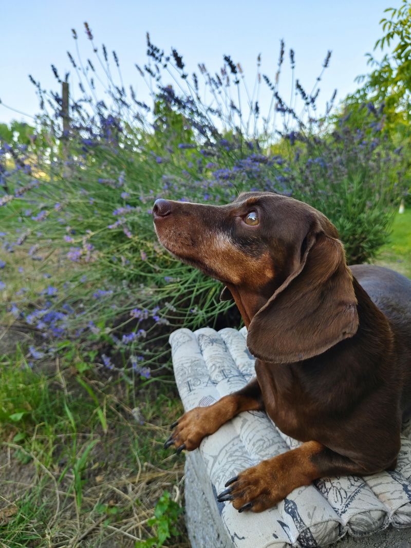 The Xylitol Panic Is Trending Again - 10 Breeds Vets Say Get Into “Sugar-Free” Stuff Fast 4 Dachshund