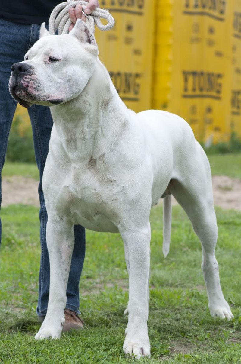 These 13 dogs constantly get mistaken for Pit Bulls - but they're something else entirely 7 Dogo Argentino