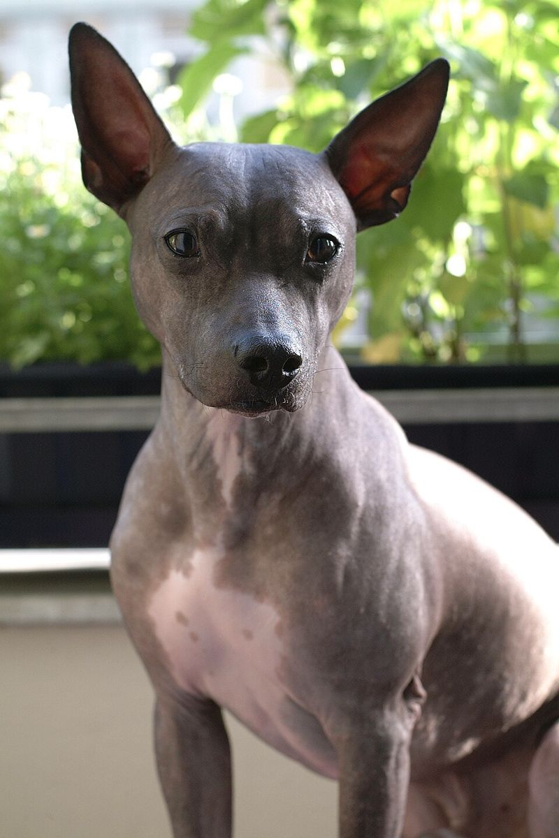 Cold mornings hit some breeds harder, and these 10 dogs really do need a coat 11 American Hairless Terrier