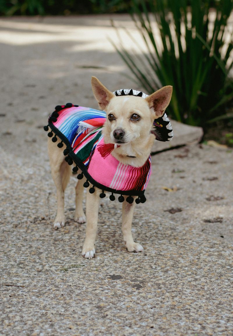 21 Interesting Facts About the Chihuahua - Small in Size, Big in Personality 20 Fashion Forward