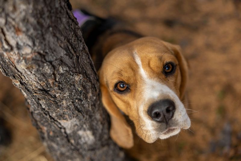 Beagle