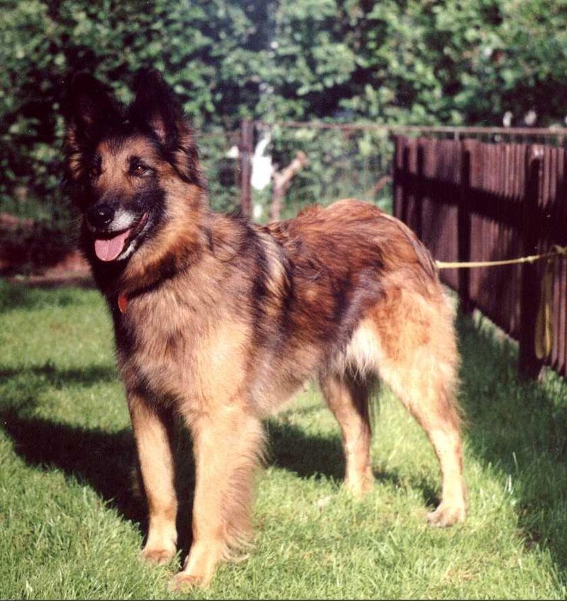 Belgian Tervuren