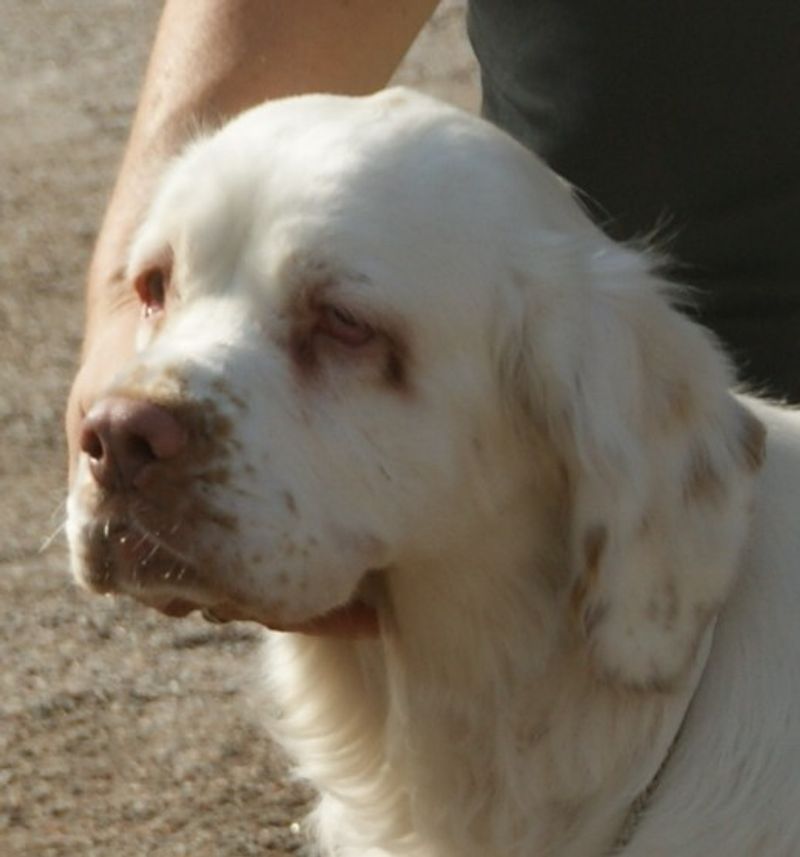 Looking for a companion with a built-in off switch? These breeds stand out 4 Clumber Spaniel