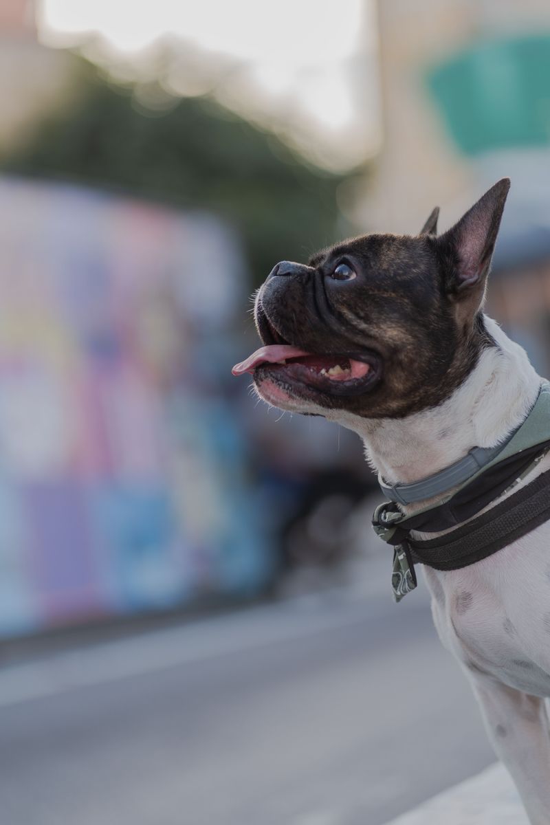 10 dogs whose looks and expressions make them social media favorites 2 French Bulldog
