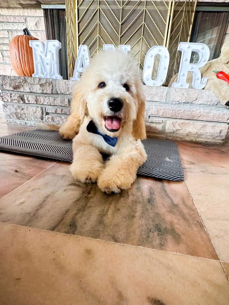 14 Easy Dog Tricks That Are Fun for Both of You 16 Take a Bow With Prop (Advanced Easy)