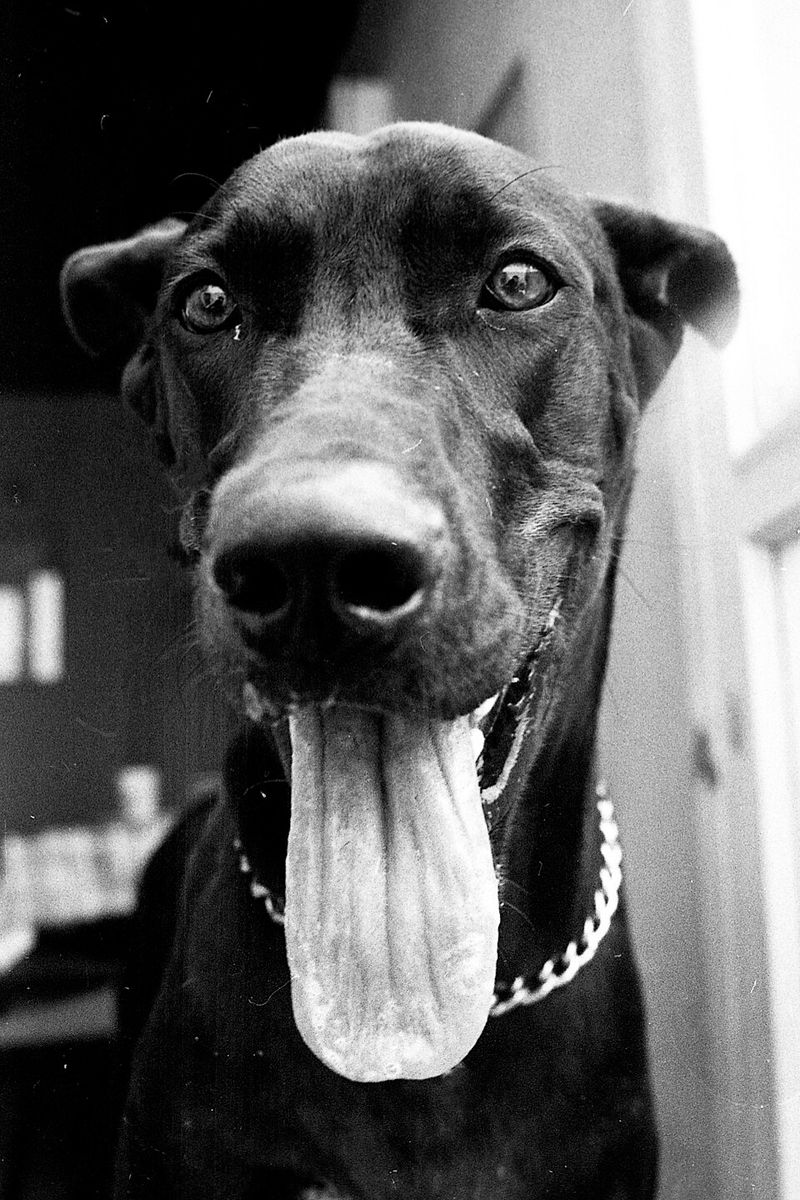 Great Dane