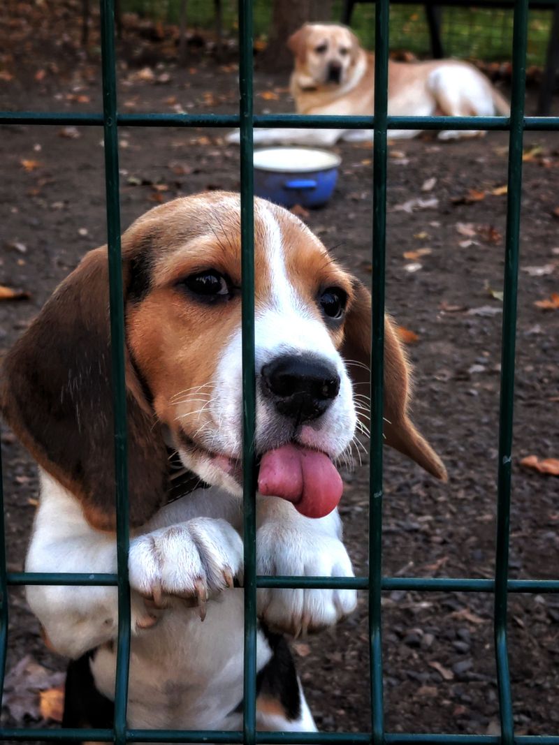 Beagle