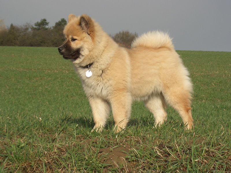24 Dog Breeds Rapidly Rising in Popularity in 2025 20 Eurasier