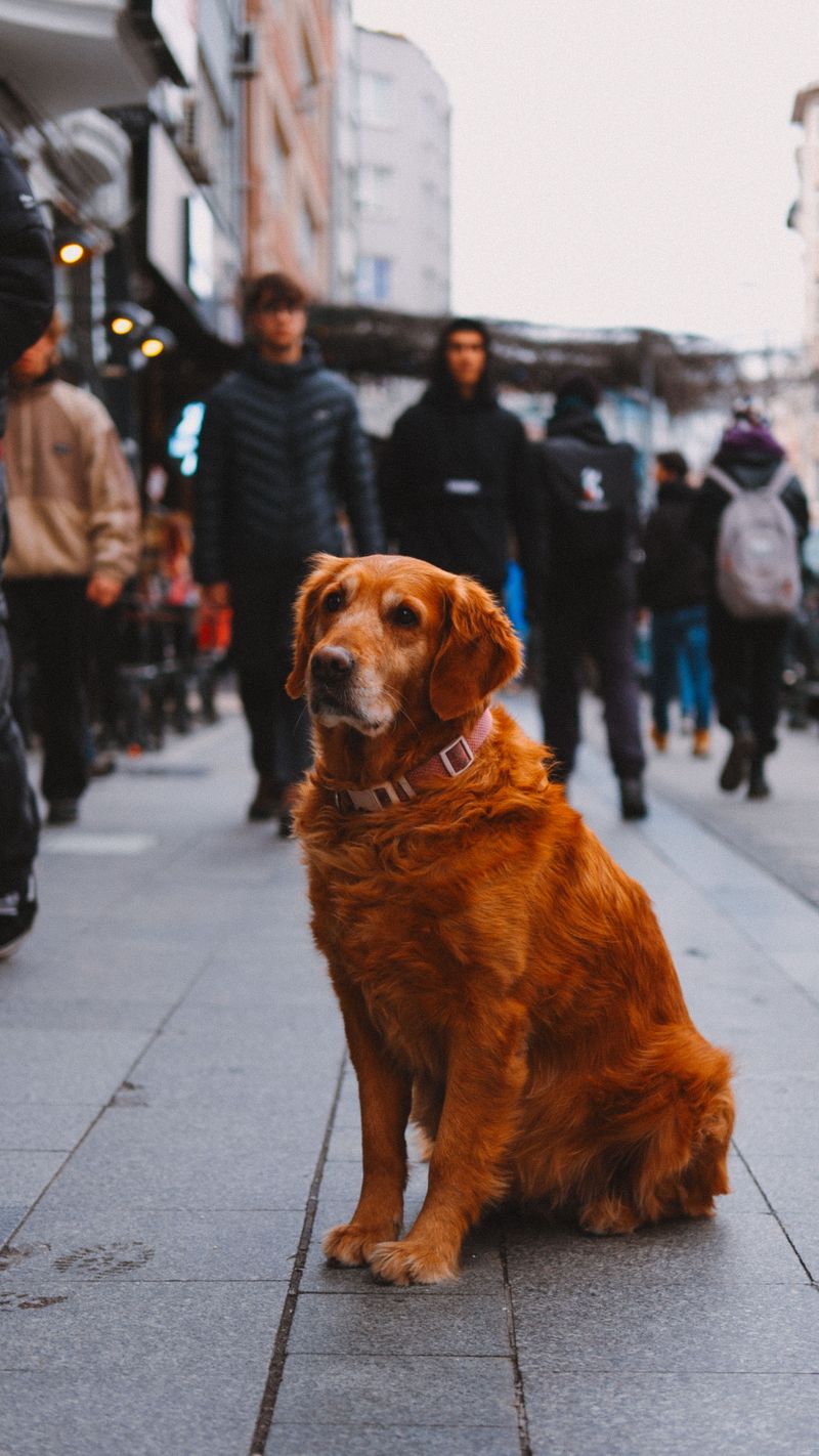 Dinner is never just dinner for these breeds - It's something worth getting excited about 4 Golden Retriever