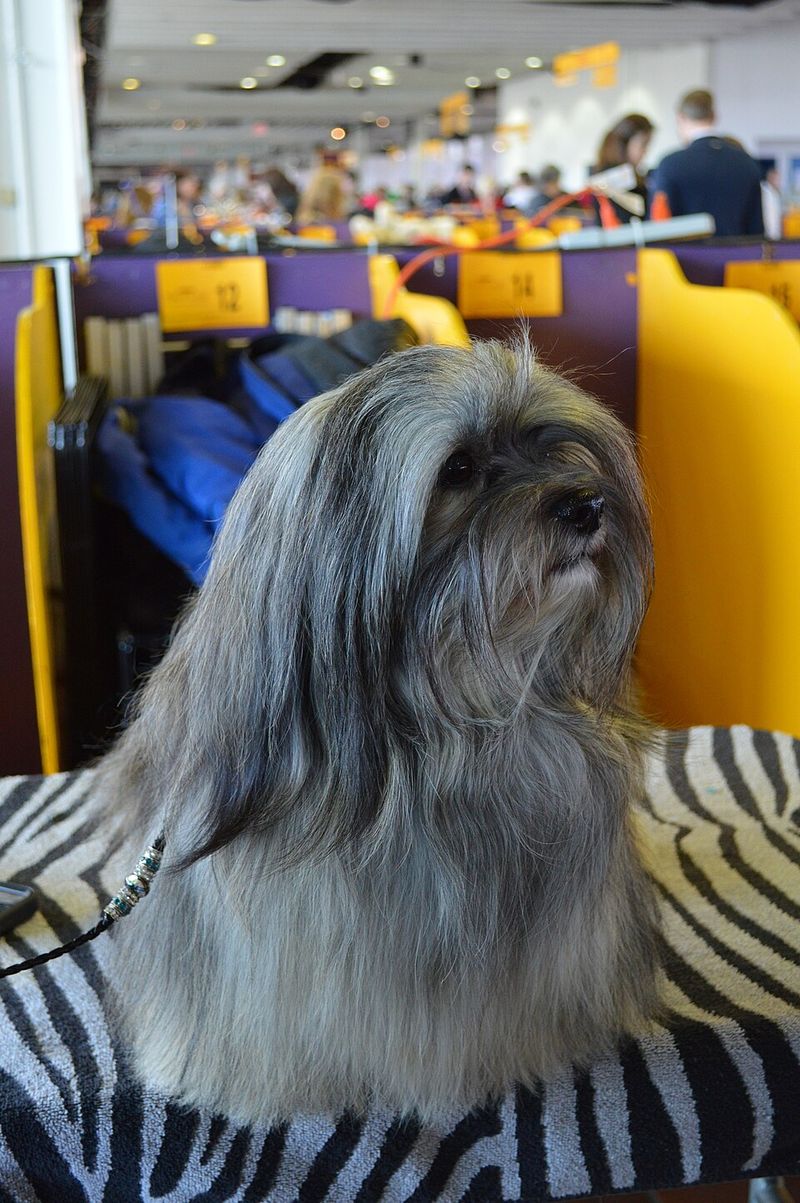 10 dog breeds that hate loud homes and need peace to thrive 7 Havanese