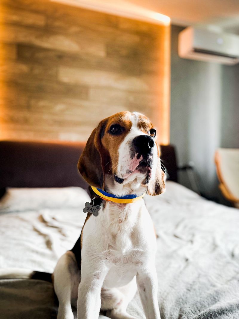 Not every easy dog fits every home – These 10 prove why, plus 4 outstanding alternatives 4 Beagle