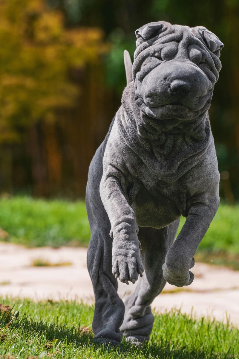 13 Dog Breeds That Inspired Local Myths And Ghost Stories 14 Shar Pei