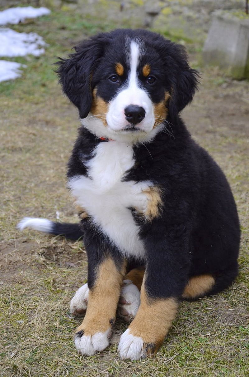 28 Dog Breeds Especially Devoted to Family Life 11 Bernese Mountain Dog