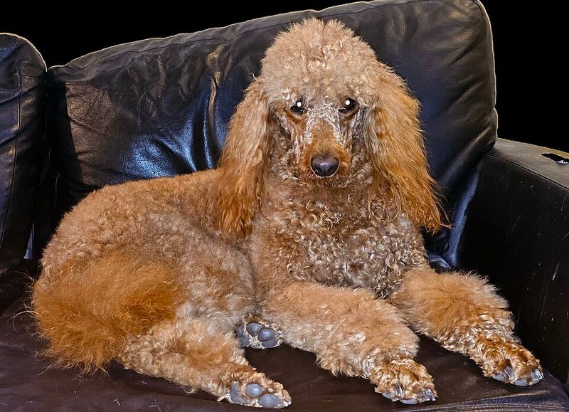 Keeping these dog breeds fulfilled means challenging both their muscles and their minds 6 Standard Poodle