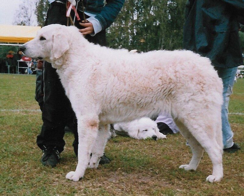 Kuvasz