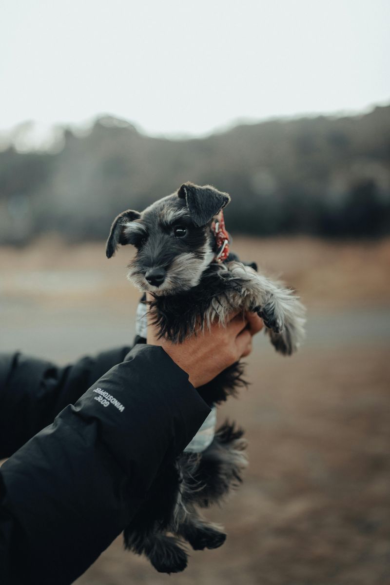 Miniature Schnauzer