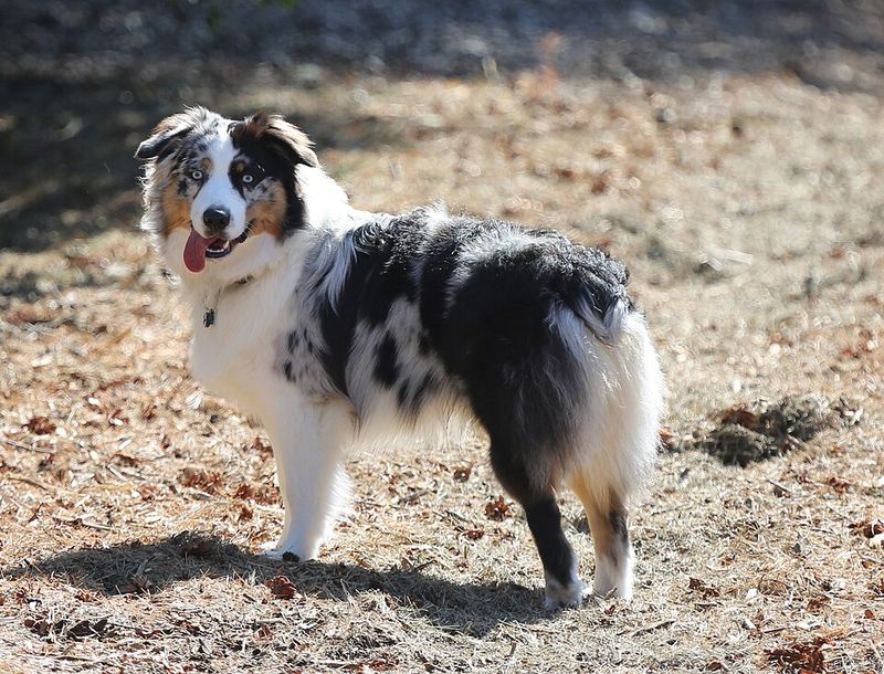 You don't always need to explain a bad day - these dog breeds may notice the change before anyone else 10 Australian Shepherd