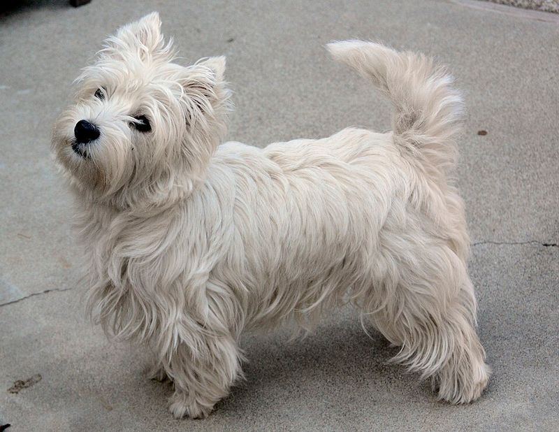 West Highland White Terrier