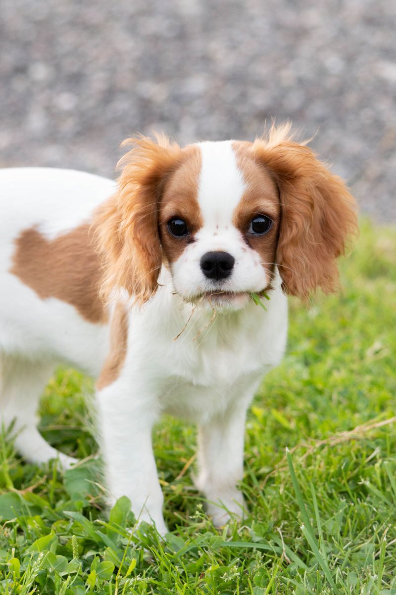 Looking for an outgoing companion? These dog breeds rarely stay strangers for long 9 Cavalier King Charles Spaniel