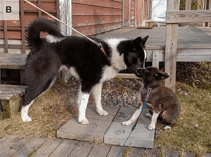 15 Ultra-Rare Dog Breeds You’ll Almost Never Spot in Everyday Life 7 Karelian Bear Dog