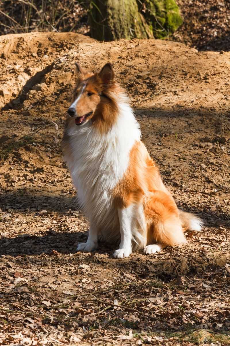 These remarkably intuitive dog breeds often sense feelings people try to hide 8 Rough Collie