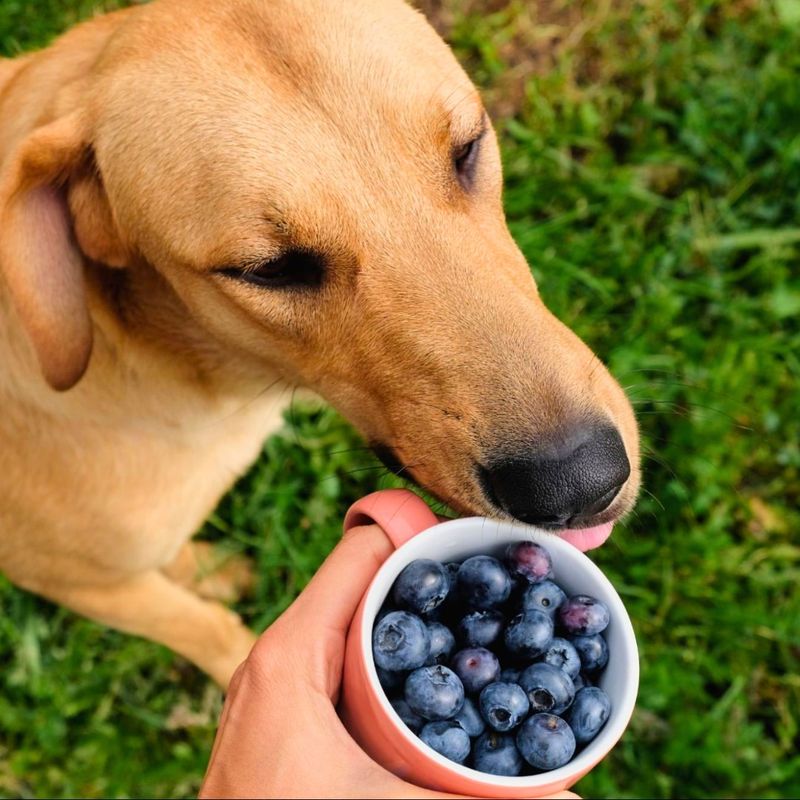 Blueberries