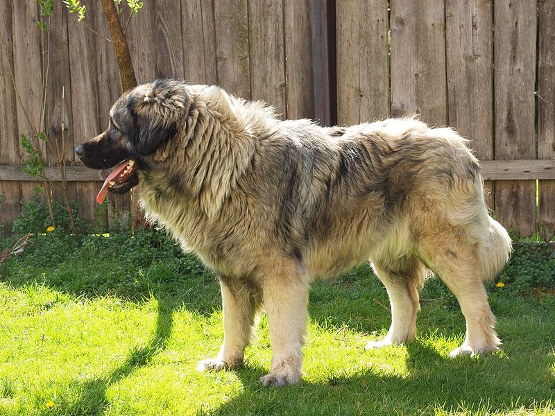15 Dog Breeds That Can Be Prone To Resource Guarding - What Early Training Should Look Like 12 Šarplaninac (Sarplaninac)