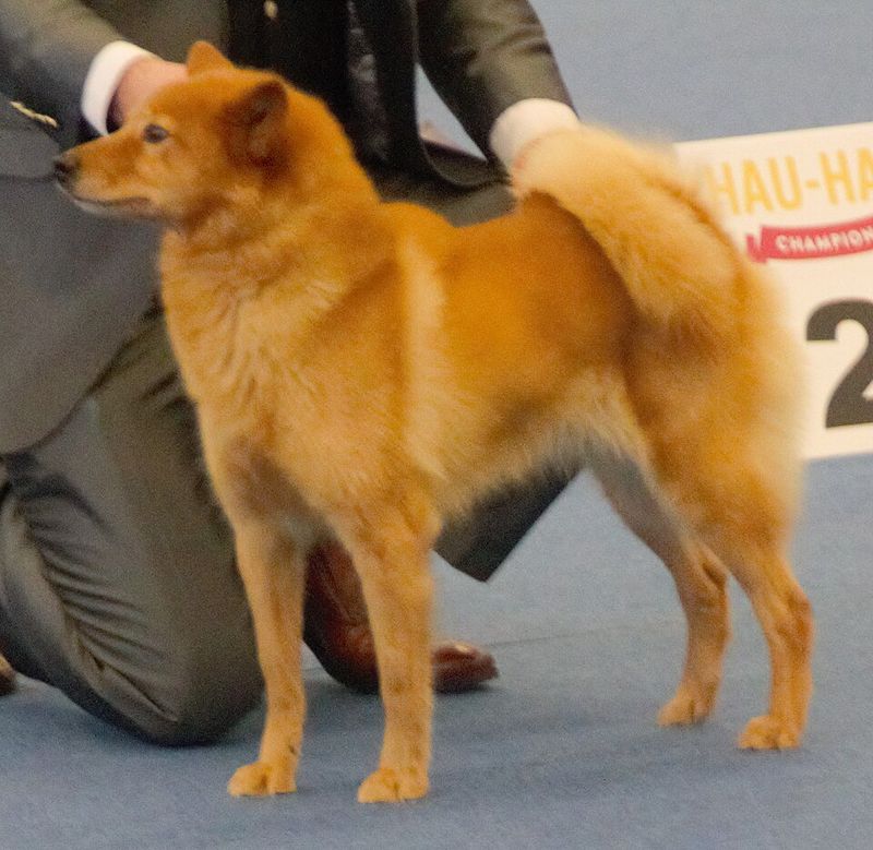 Finnish Spitz