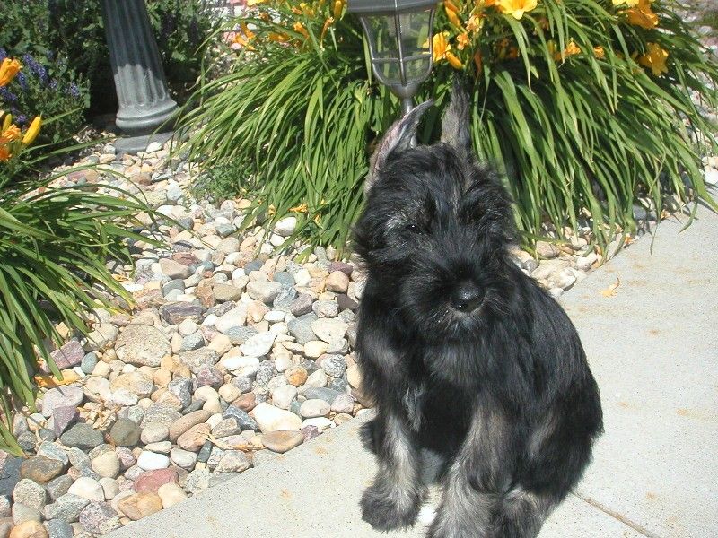 Standard Schnauzer