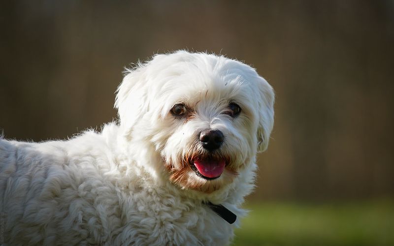 21 Dog Breeds More Likely to Develop Dental Problems 4 Maltese