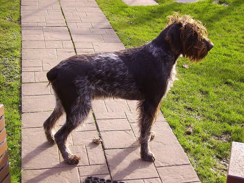 German Wirehaired Pointer