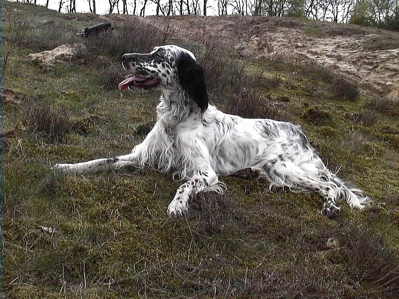English Setter