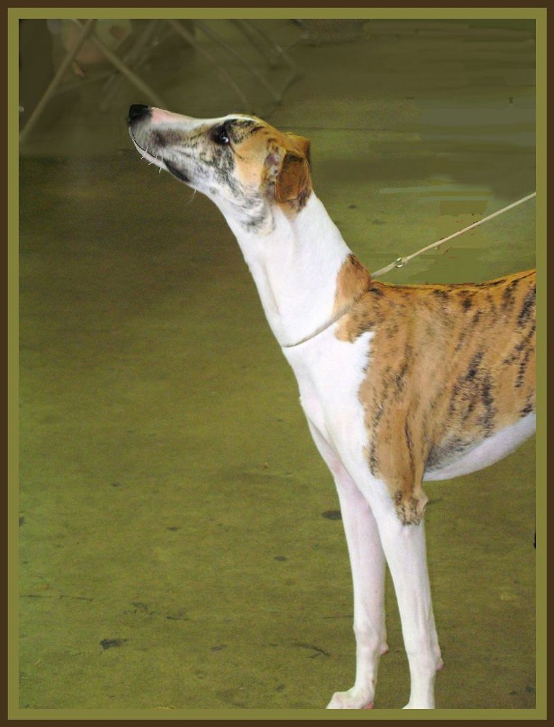 Whippet